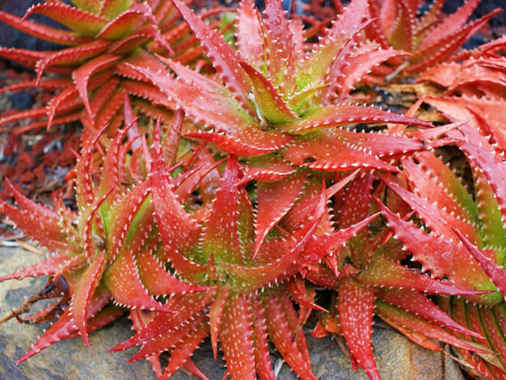 Aloe dorotheae (Sunset Aloe)