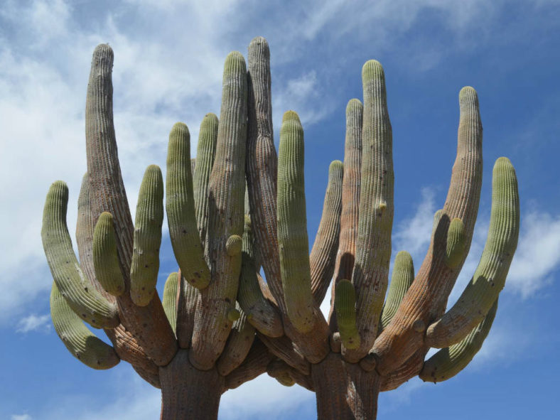 Browningia candelaris - Candleholder Cactus