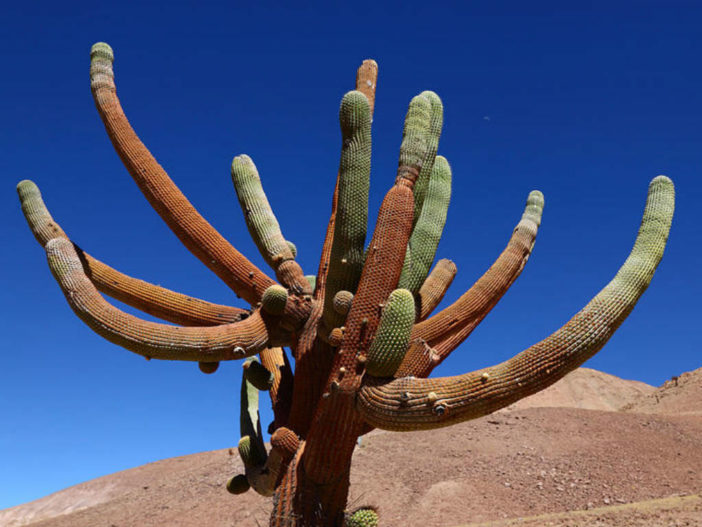 Browningia candelaris - Candleholder Cactus