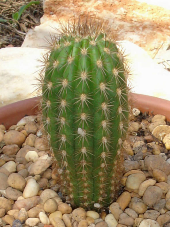 Browningia candelaris - Candleholder Cactus