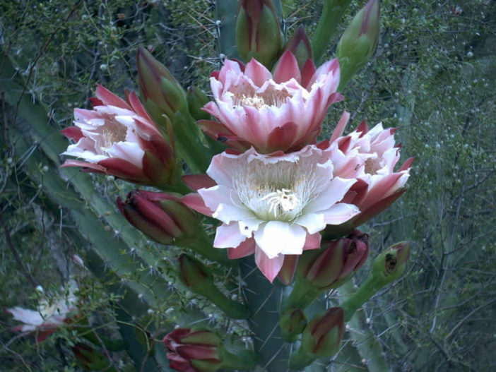 Cereus forbesii