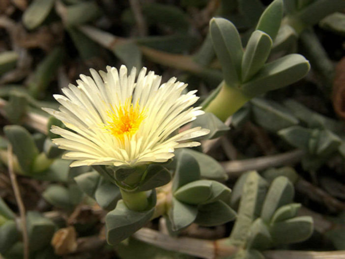 Corpuscularia taylorii (Ice Plant)