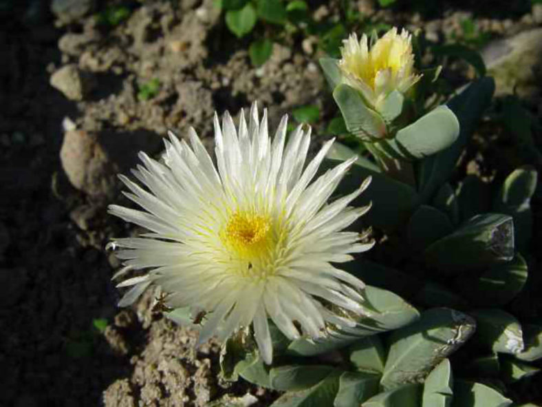 Corpuscularia taylorii (Ice Plant)