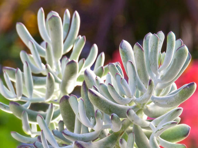 Cotyledon 'Happy Young Lady'