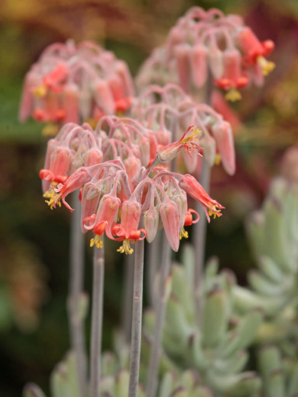 Cotyledon 'Happy Young Lady'