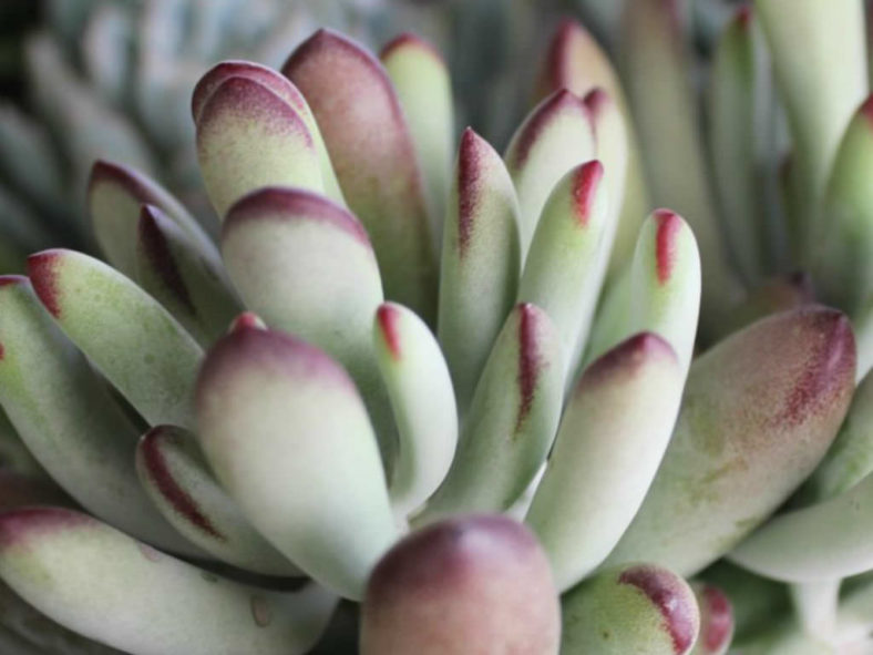 Cotyledon 'Happy Young Lady'