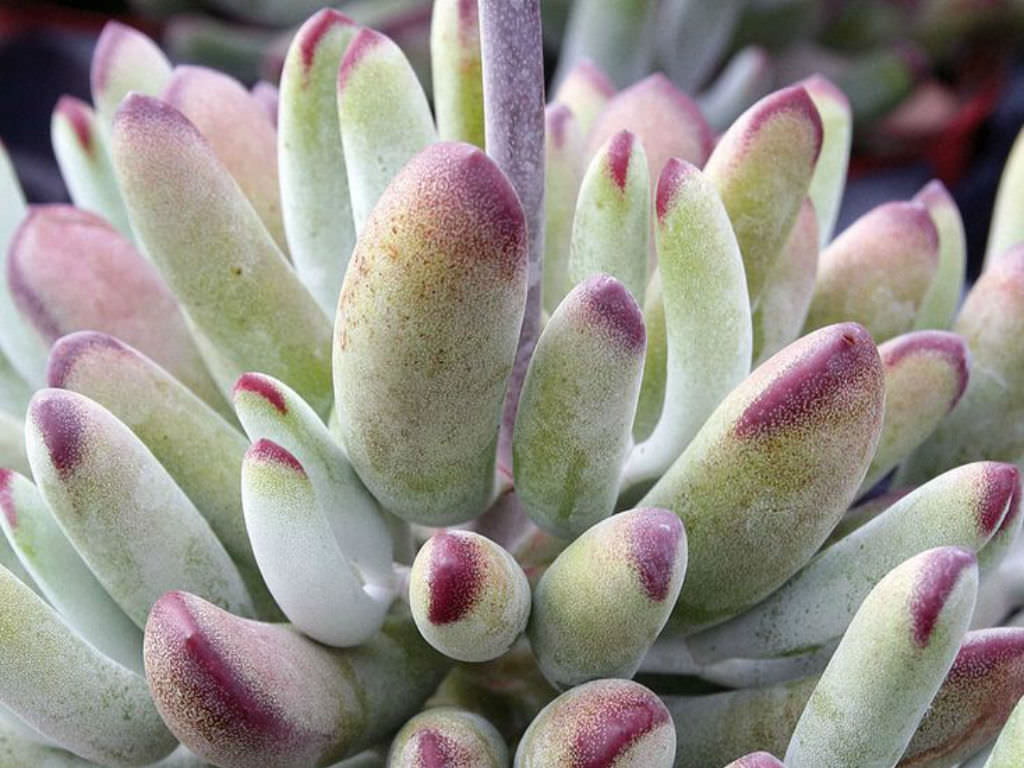 how grow finger lady 'Happy   Succulents Cotyledon Young World of Lady'