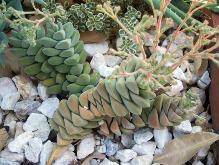 Crassula 'Moonglow'