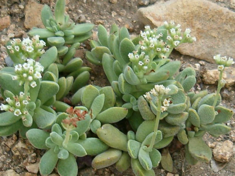 Crassula ausensis