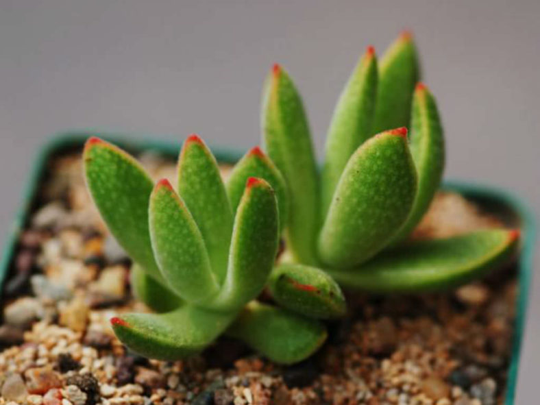 Crassula ausensis