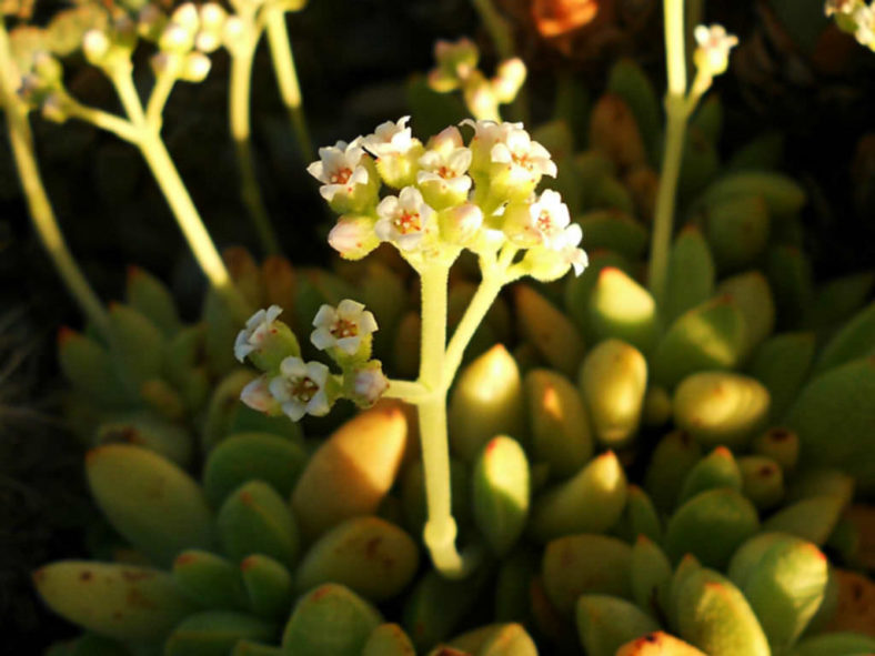 Crassula ausensis