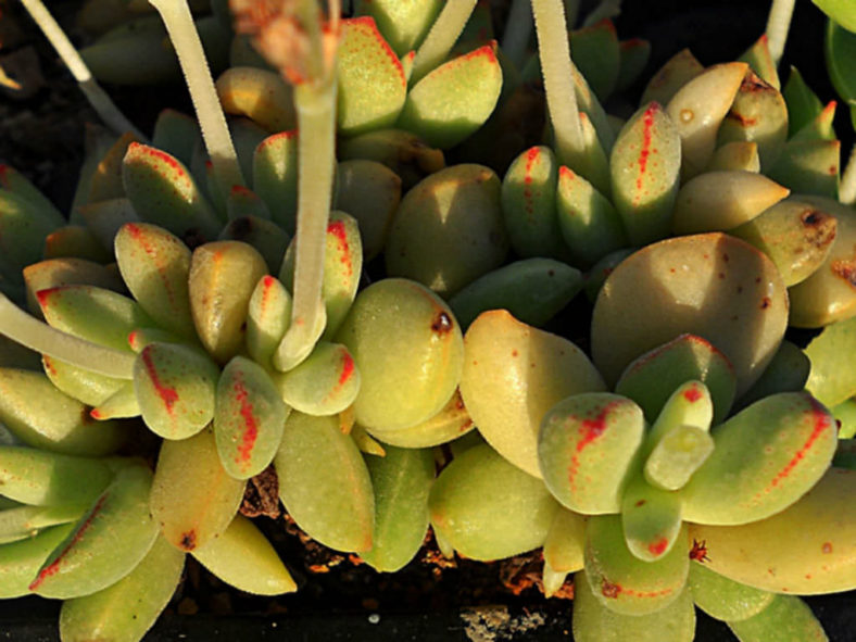 Crassula ausensis