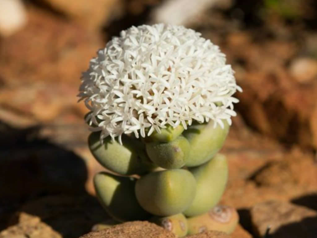 Crassula congesta