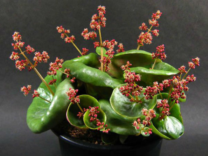 Crassula umbella 'Wine Cup'