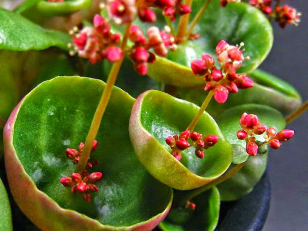 Crassula umbella 'Wine Cup' - World of Succulents