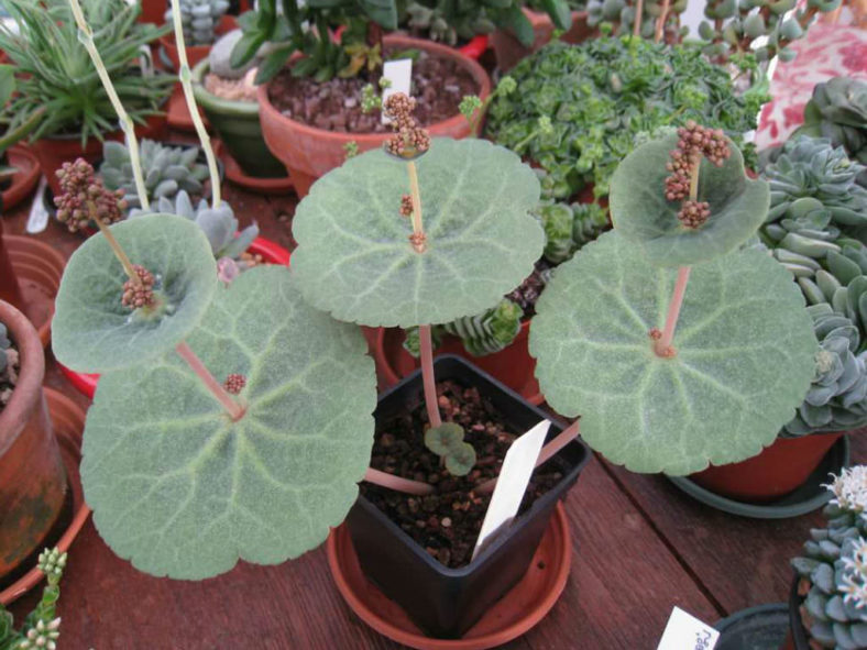 Crassula umbella