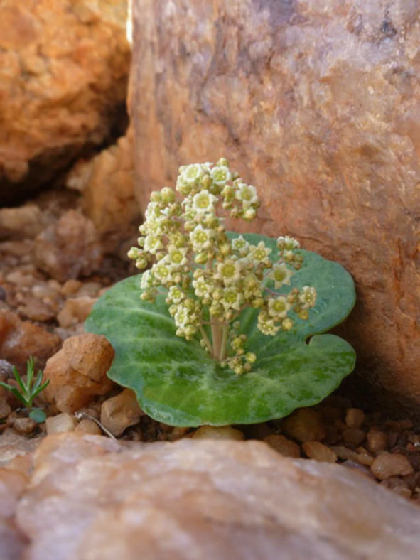 Crassula umbella