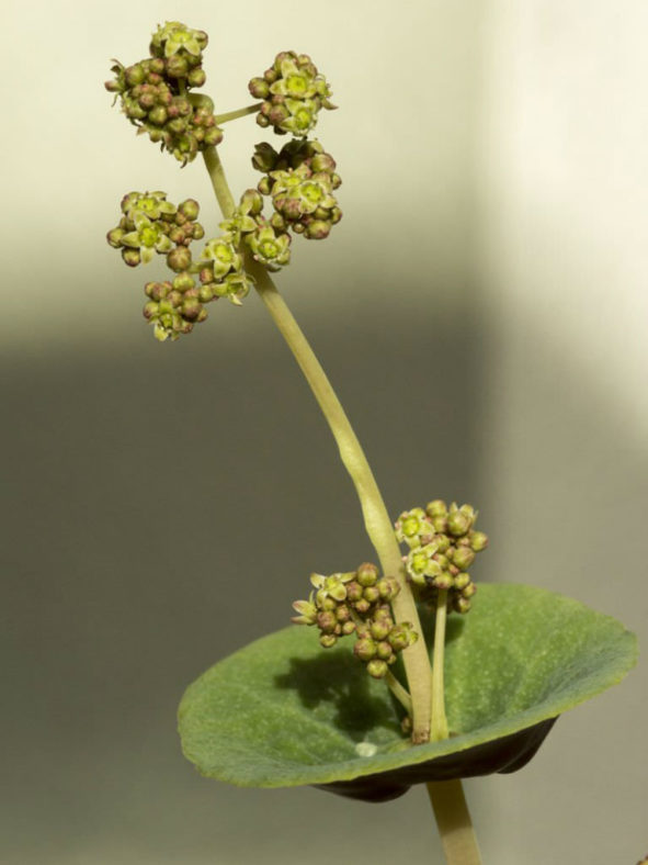 Crassula umbella