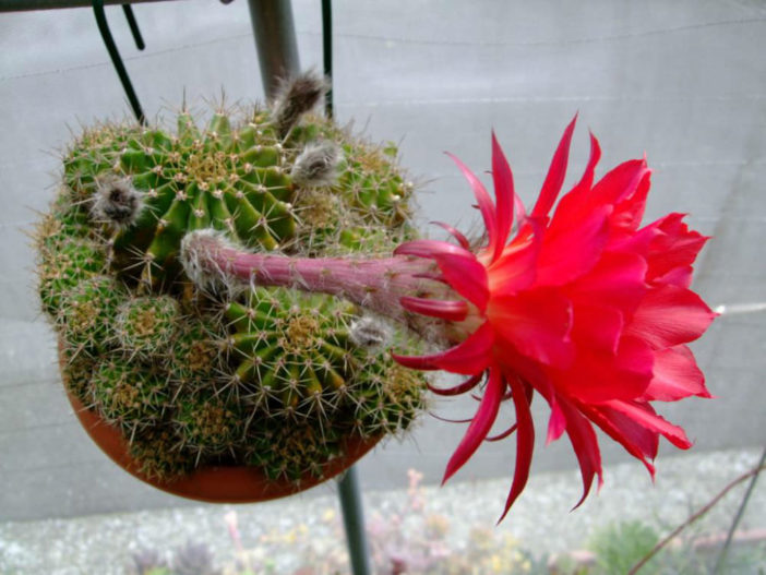 Echinopsis mamillosa var. kermesina