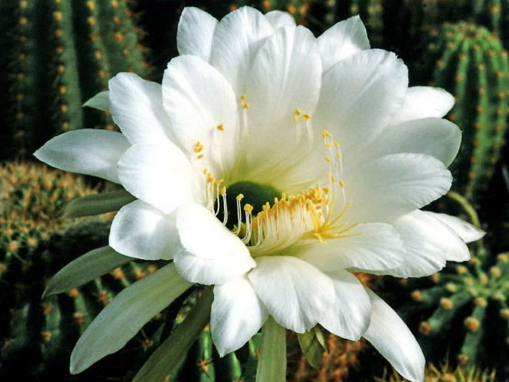 Echinopsis Mamillosa | World Of Succulents