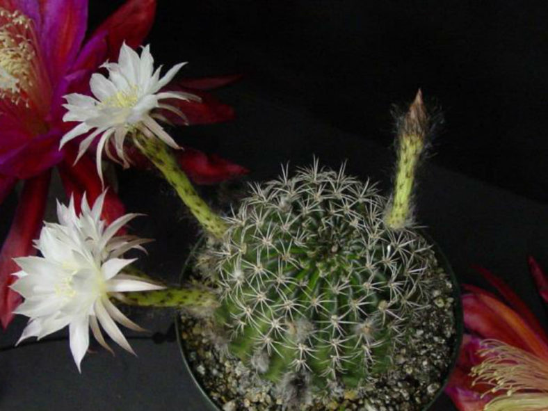 Echinopsis mamillosa aka Lobivia mamillosa