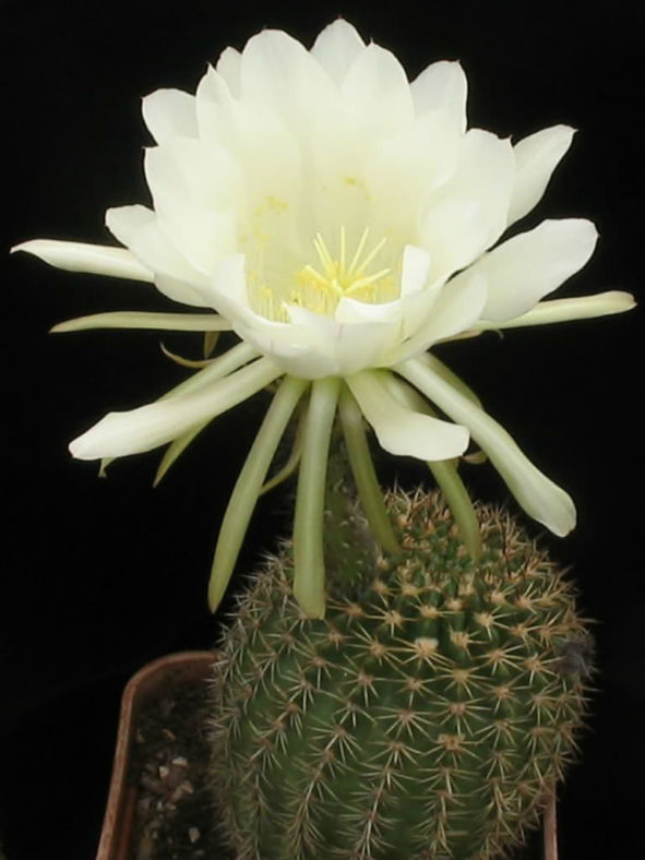 Echinopsis mamillosa aka Lobivia mamillosa