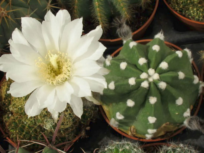 Echinopsis subdenudata (Easter Lily Cactus)