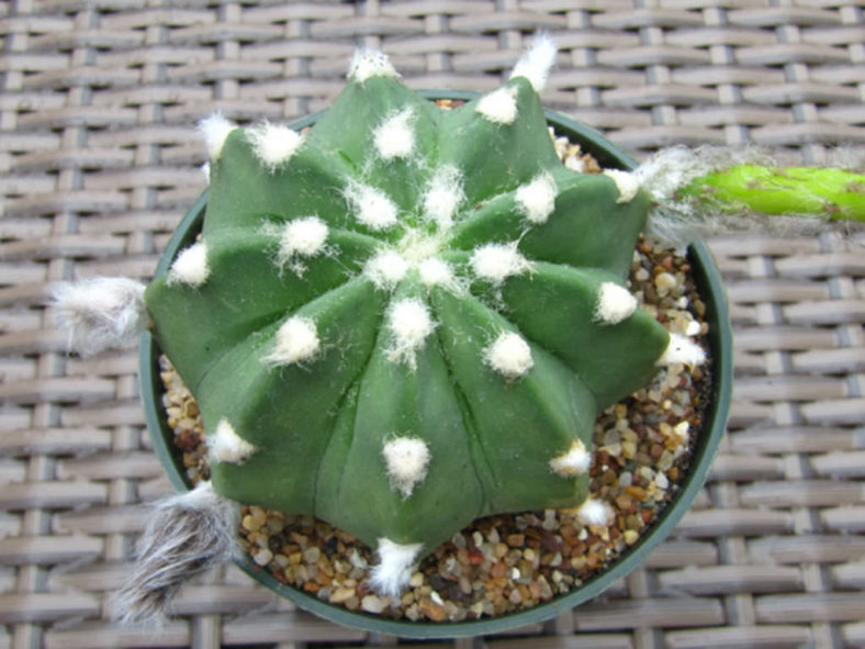 Echinopsis subdenudata (Easter Lily Cactus)