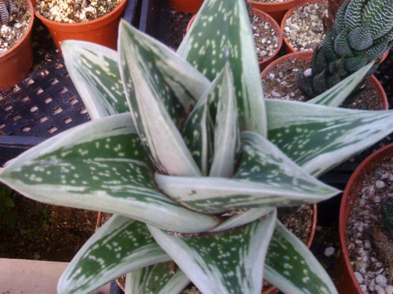 ×Gasteraloe 'Green Ice'