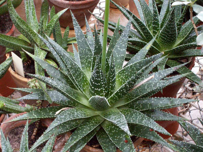 Gasteraloe beguinii (Lizard Tail)