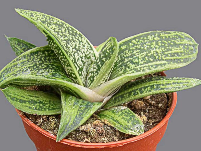 Gasteria 'Little Warty'