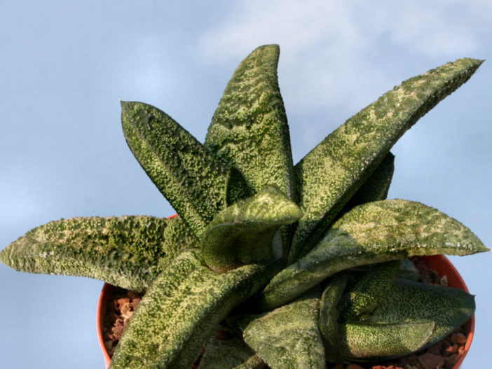 Gasteria batesiana (Knoppies Gasteria)