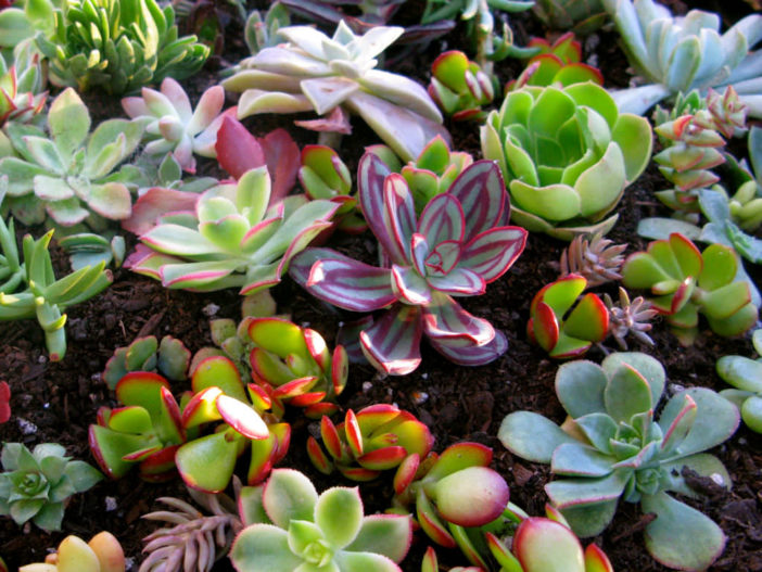 Grow Succulents From Clippings