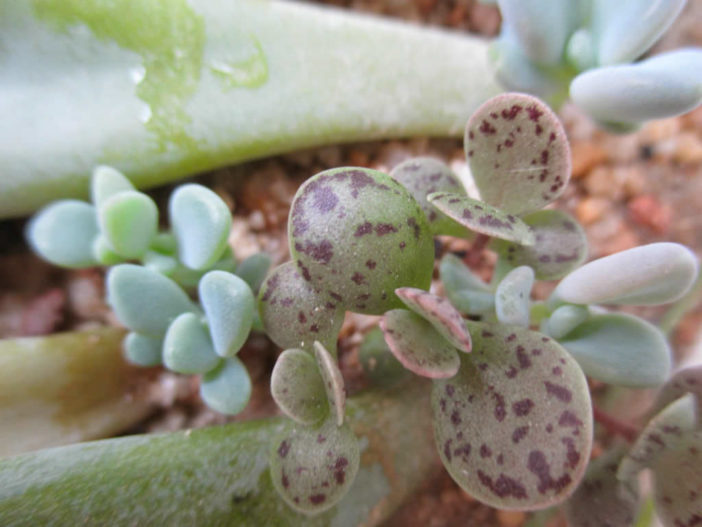 Grow Succulents From Clippings