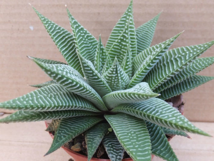 Haworthiopsis limifolia 'Spider White' (Fairies Washboard) aka Haworthia limifolia 'Spider White'