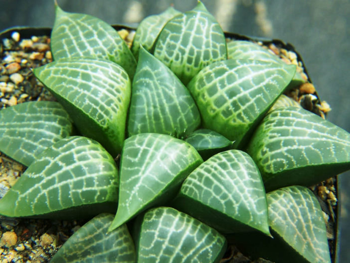 Haworthia emelyae var. comptoniana aka Haworthia comptoniana