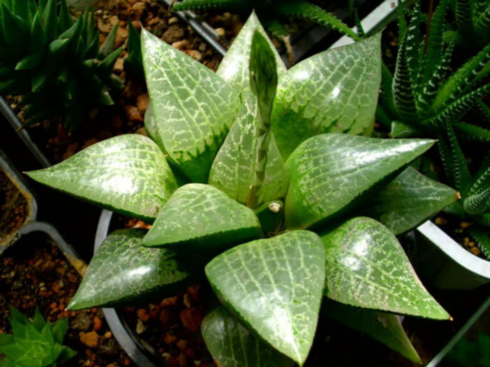 Haworthia emelyae var. comptoniana - World of Succulents