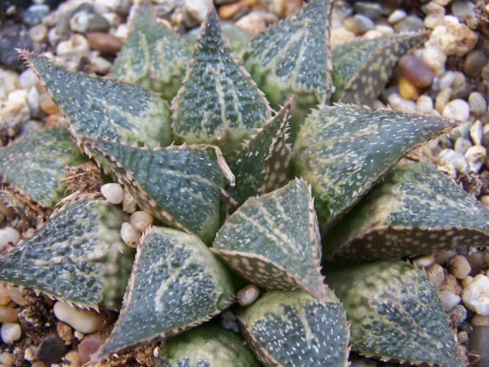 Haworthia emelyae var. major