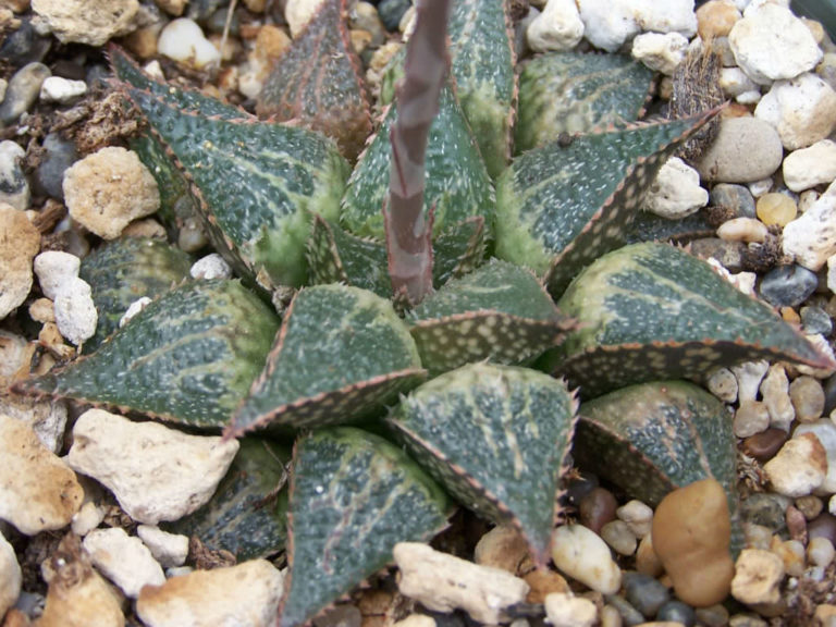 Haworthia emelyae var. major - World of Succulents