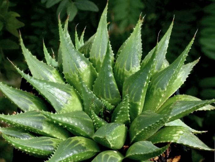 Haworthia emelyae var. multifolia