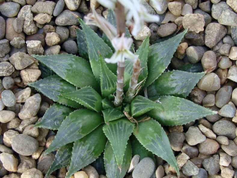 Haworthia emelyae var. multifolia