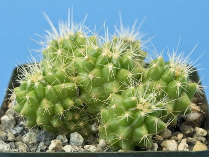 How to Grow a Golden Barrel Cactus from Seed - World of Succulents