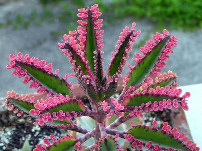 Kalanchoe 'Pink Butterflies' (Pink Mother of Thousands) كالانشو "الفراشات الوردية"  Kalanchoe-Pink-Butterflies1-702x527