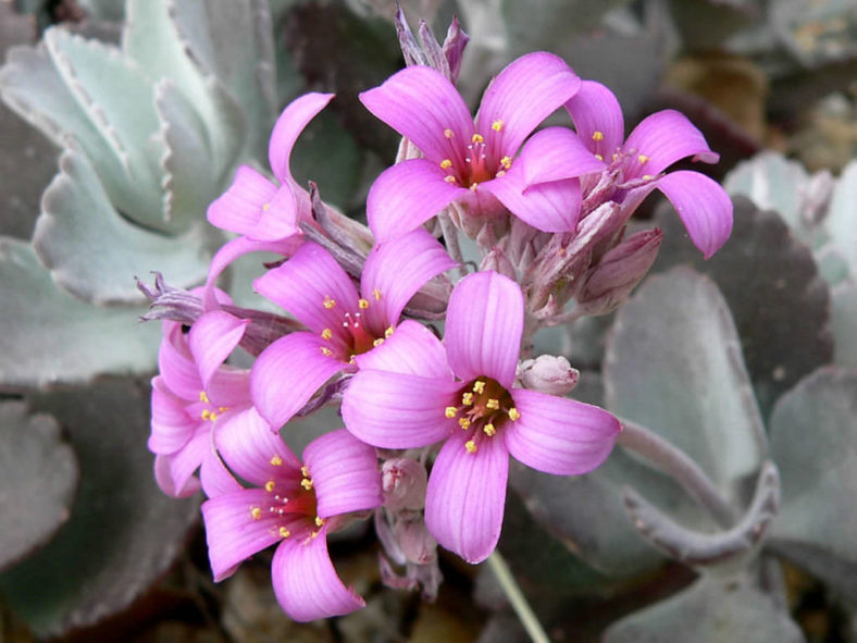 Kalanchoe pumila - Flower Dust Plant