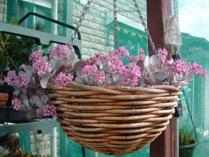 Kalanchoe pumila - Flower Dust Plant