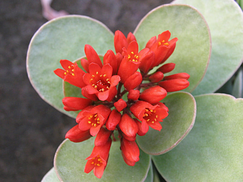 Kalanchoe scapigera (Mealy Kalanchoe)