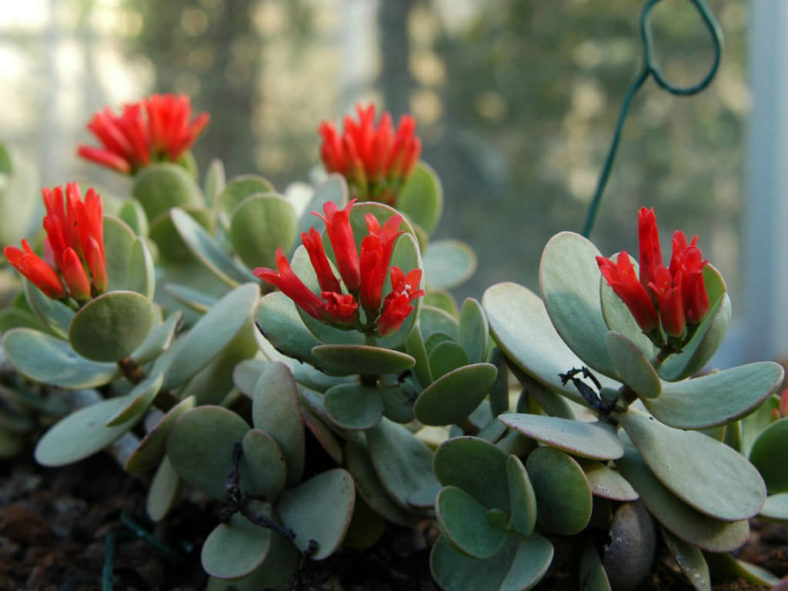 Kalanchoe scapigera (Mealy Kalanchoe)