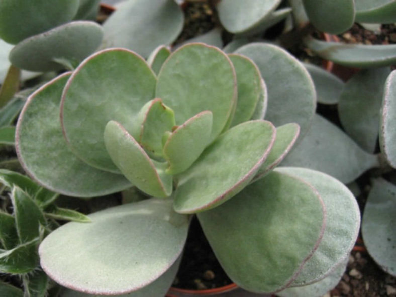 Kalanchoe scapigera (Mealy Kalanchoe)