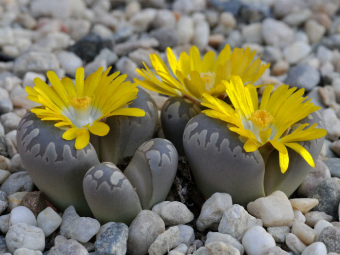 Lithops otzeniana - Living Stones