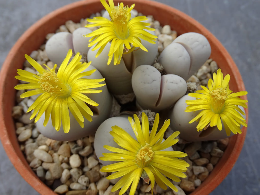 Lithops ruschiorum (Bushman's Buttocks)